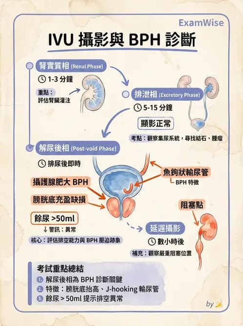 放射 - 泌尿生殖攝影 - AI 圖文解析預覽
