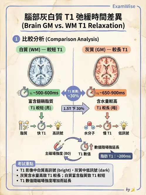 放射 - 磁振造影原理 - AI 圖文解析預覽