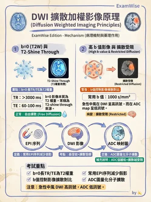 放射 - MR進階影像與臨床應用 - AI 圖文解析預覽