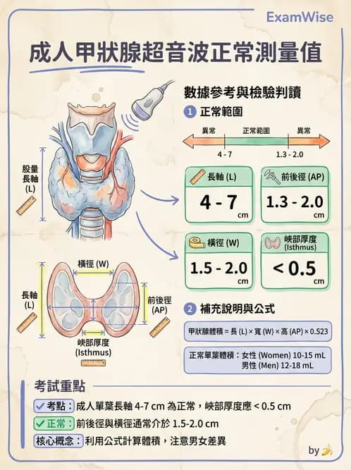 放射 - 泌尿生殖與小器官超音波 - AI 圖文解析預覽