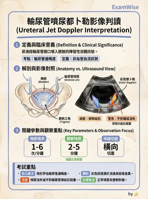 放射 - 泌尿生殖與小器官超音波 - AI 圖文解析預覽