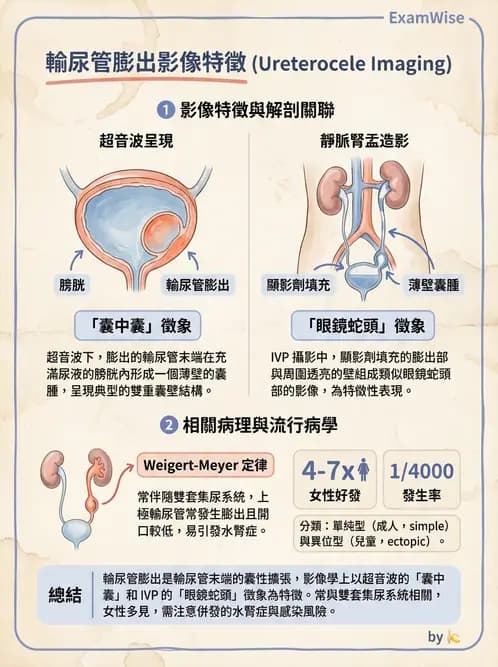 放射 - 泌尿生殖與小器官超音波 - AI 圖文解析預覽