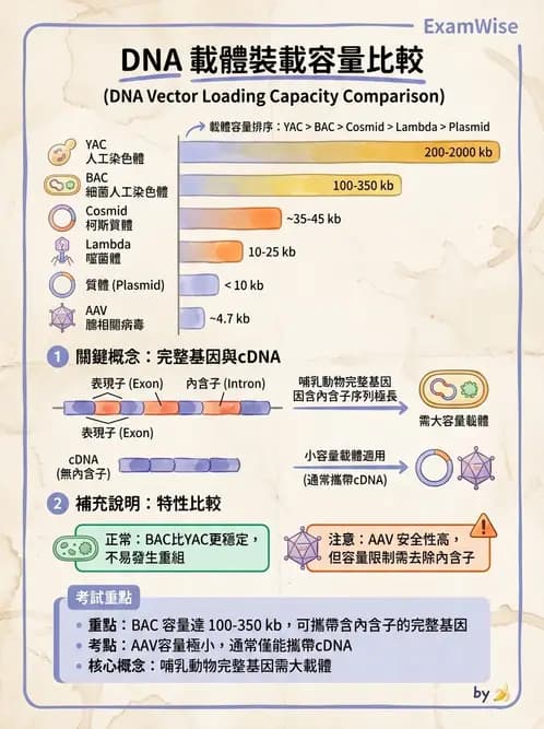 放射 - 輻射生物分子技術 - AI 圖文解析預覽