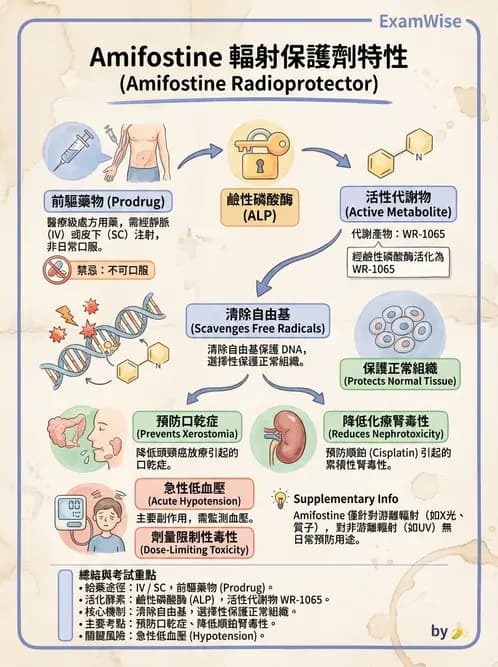 放射 - 輻射增敏與保護 - AI 圖文解析預覽