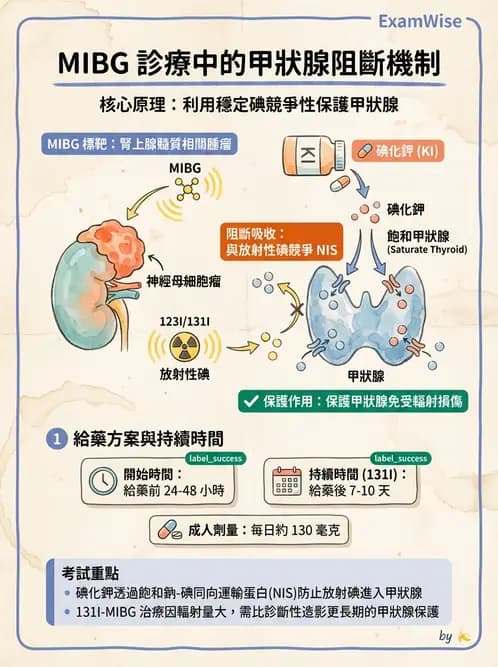 放射 - 腫瘤治療 - AI 圖文解析預覽