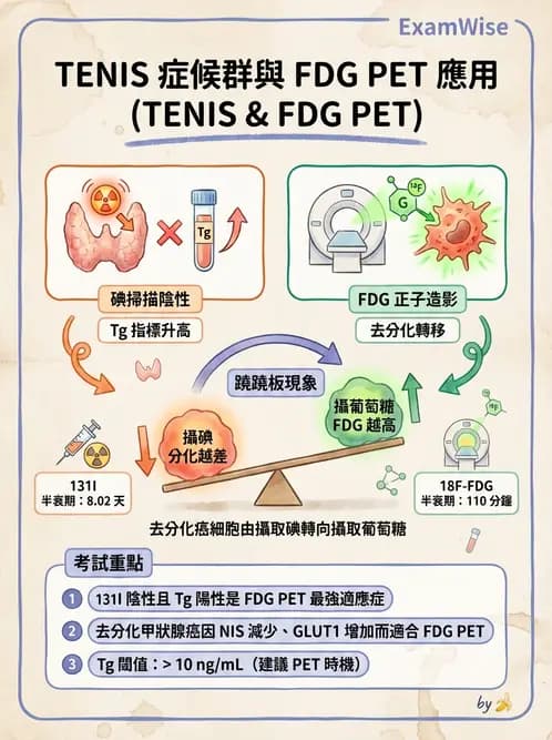 放射 - 甲狀腺造影 - AI 圖文解析預覽