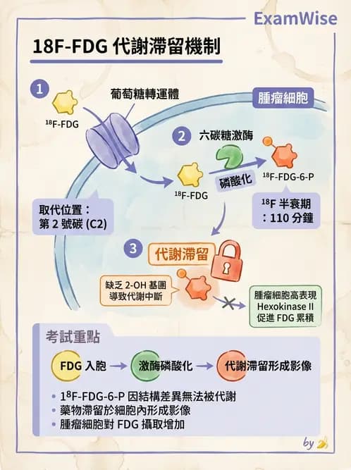放射 - PET藥物基礎與心臟造影 - AI 圖文解析預覽