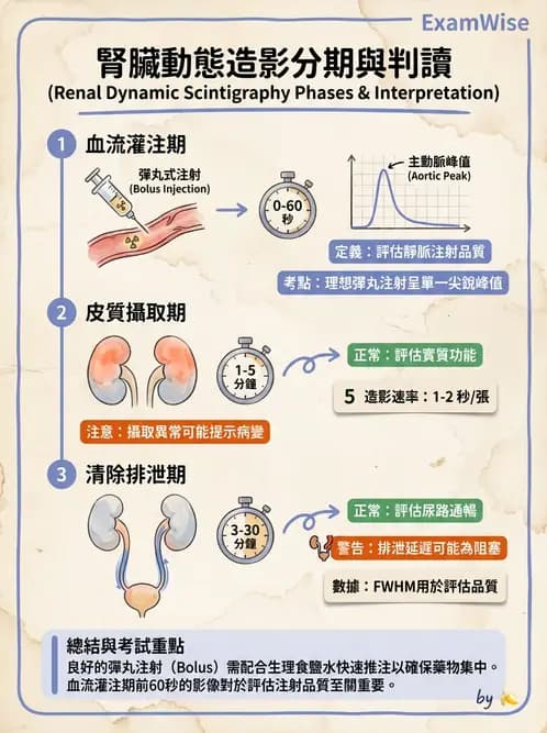 放射 - 腎臟造影 - AI 圖文解析預覽