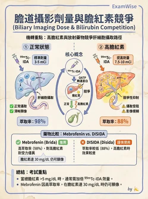 放射 - 肝膽造影 - AI 圖文解析預覽