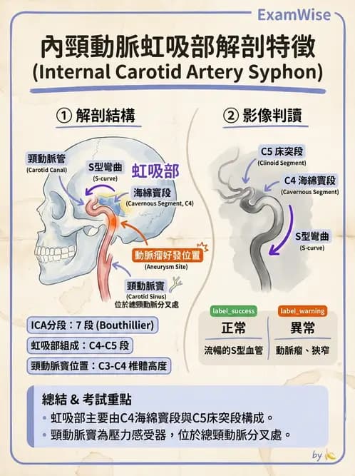 放射 - 血管攝影原理與解剖 - AI 圖文解析預覽
