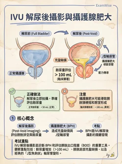 放射 - 泌尿生殖攝影 - AI 圖文解析預覽