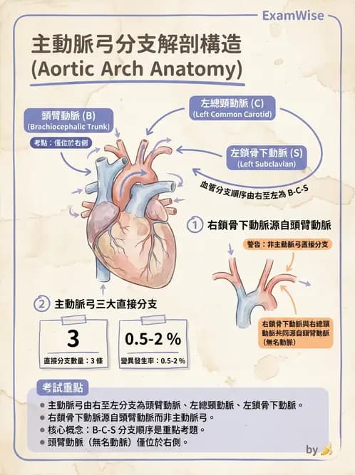 放射 - 血管攝影原理與解剖 - AI 圖文解析預覽