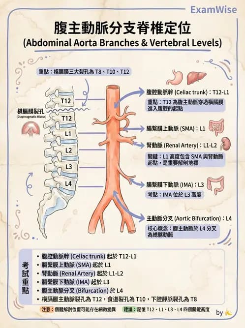 放射 - 血管攝影原理與解剖 - AI 圖文解析預覽
