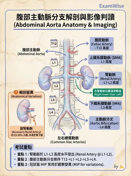 放射 - 胸腹部CT診斷 - AI 圖文解析預覽