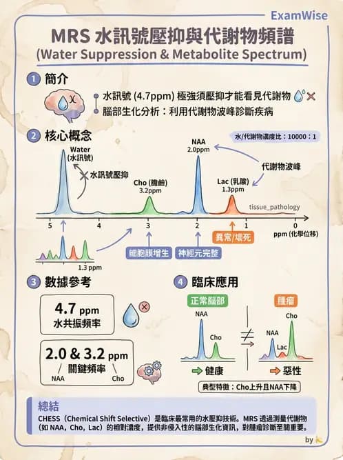 放射 - MRI脈衝序列與訊號技術 - AI 圖文解析預覽