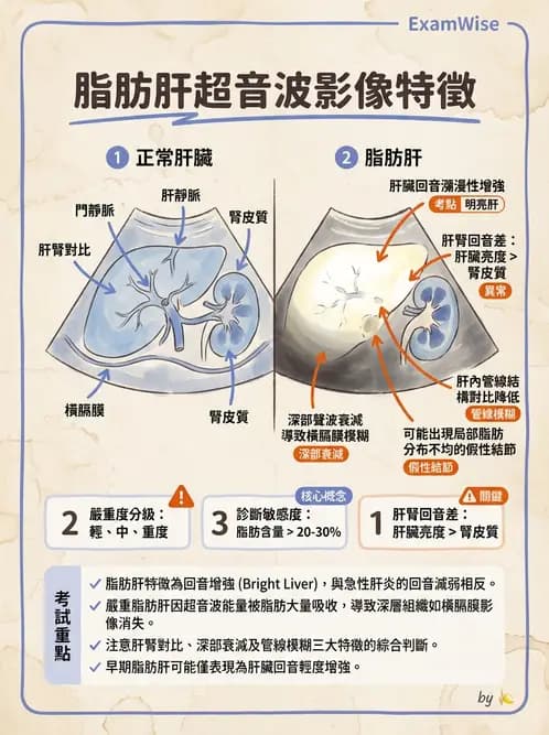 放射 - 肝臟超音波 - AI 圖文解析預覽