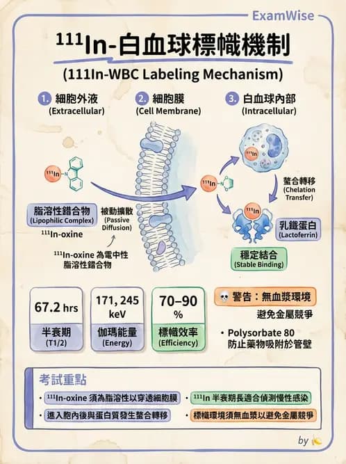 放射 - 骨骼與發炎造影SPECT藥物 - AI 圖文解析預覽