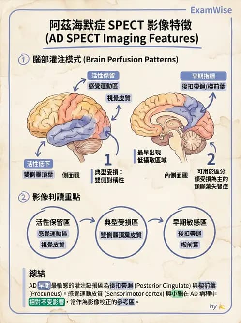 放射 - 腦部造影 - AI 圖文解析預覽