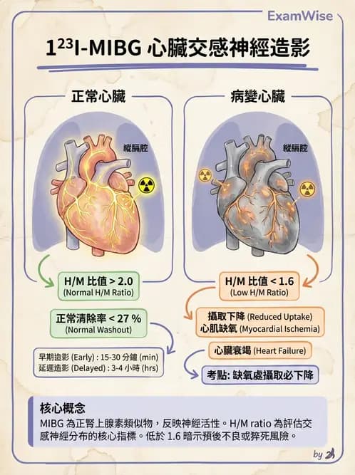 放射 - 心室功能造影 - AI 圖文解析預覽