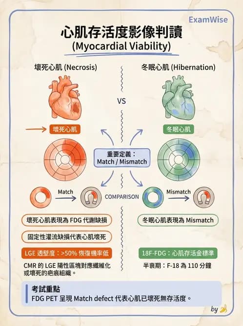 放射 - 心室功能造影 - AI 圖文解析預覽