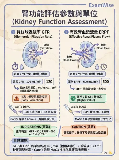 放射 - 腎臟造影 - AI 圖文解析預覽