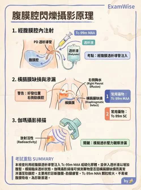 放射 - 肺部與感染造影 - AI 圖文解析預覽