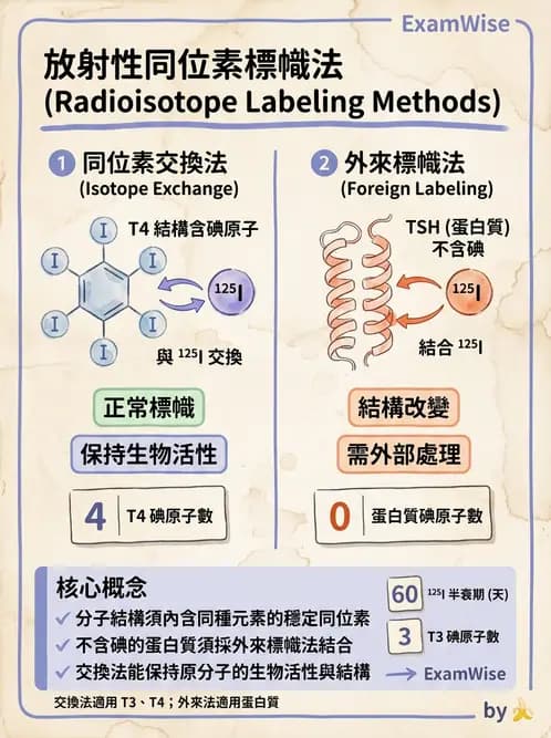 放射 - 抗體製備與標幟技術 - AI 圖文解析預覽