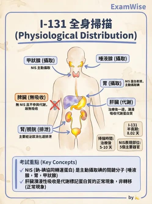 放射 - 腫瘤治療 - AI 圖文解析預覽