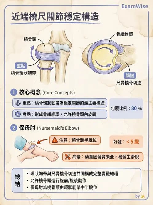 放射 - 骨骼系統 - AI 圖文解析預覽