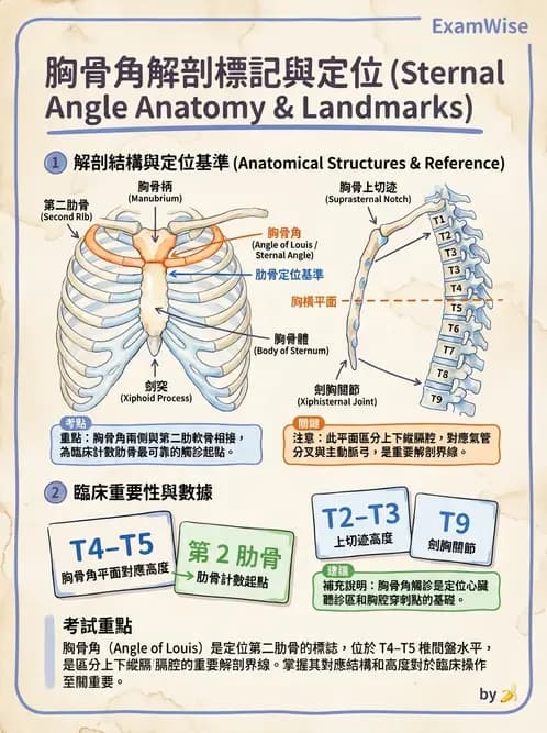 放射 - 骨骼系統 - AI 圖文解析預覽