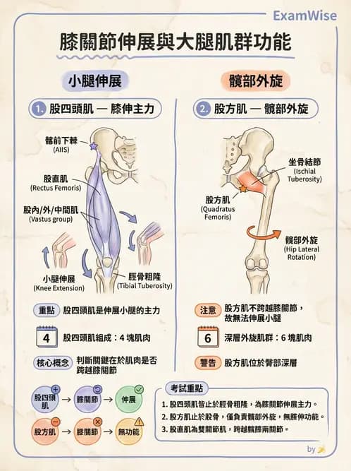 放射 - 下肢肌肉 - AI 圖文解析預覽