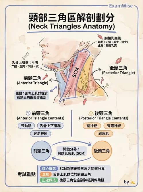 放射 - 軀幹、頸頭肌肉及肌肉組織學 - AI 圖文解析預覽