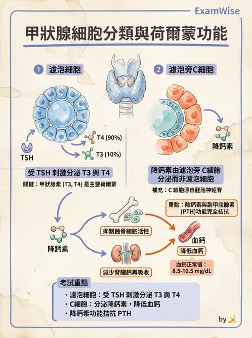 放射 - 內分泌系統 - AI 圖文解析預覽