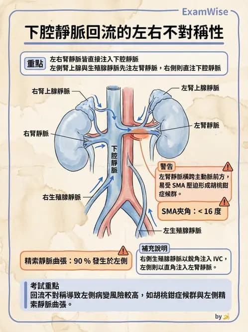 放射 - 血管 - AI 圖文解析預覽