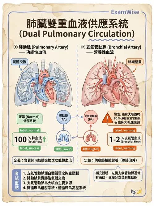 放射 - 血管 - AI 圖文解析預覽