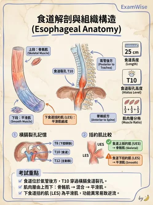 放射 - 消化系統 - AI 圖文解析預覽