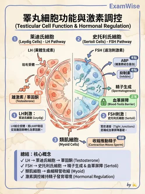 放射 - 生殖系統 - AI 圖文解析預覽