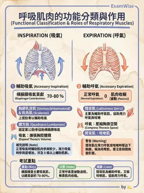 放射 - 軀幹、頸頭肌肉及肌肉組織學 - AI 圖文解析預覽