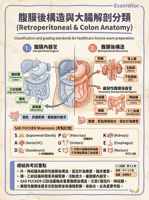 放射 - 消化系統 - AI 圖文解析預覽