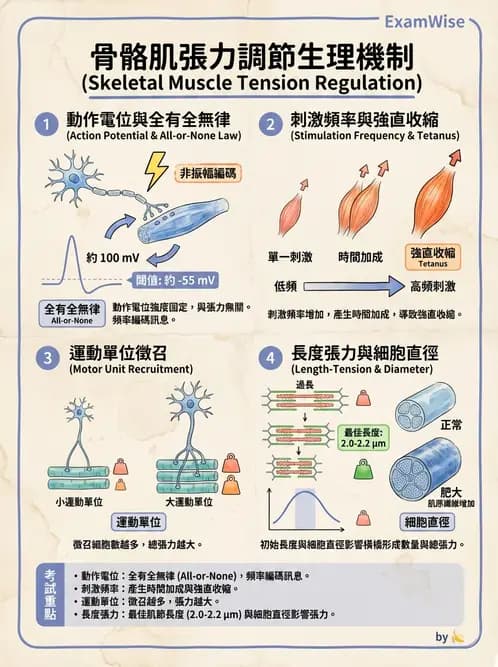 放射 - 肌肉及代謝生理 - AI 圖文解析預覽