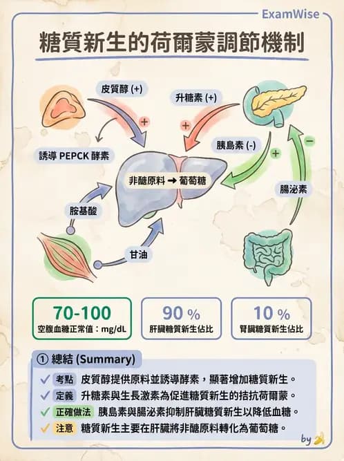 放射 - 內分泌生理 - AI 圖文解析預覽