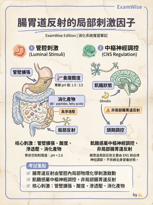 放射 - 胃腸生理 - AI 圖文解析預覽