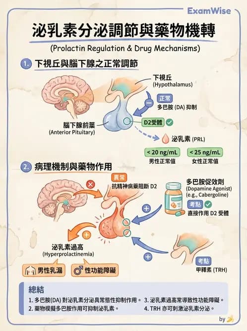 放射 - 內分泌生理 - AI 圖文解析預覽