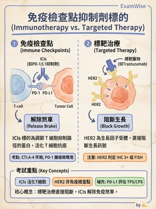 放射 - 惡性腫瘤 - AI 圖文解析預覽