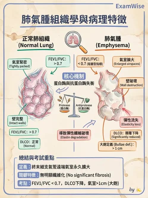 放射 - 呼吸系統疾病 - AI 圖文解析預覽