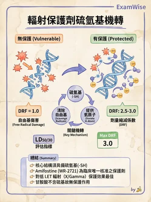 放射 - 輻射物理生物基礎 - AI 圖文解析預覽