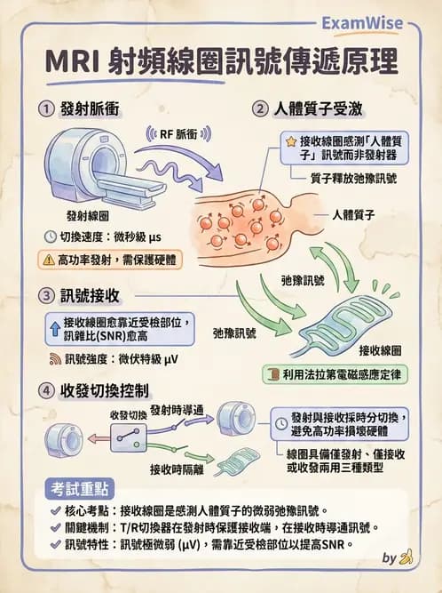放射 - 射頻系統與線圈 - AI 圖文解析預覽