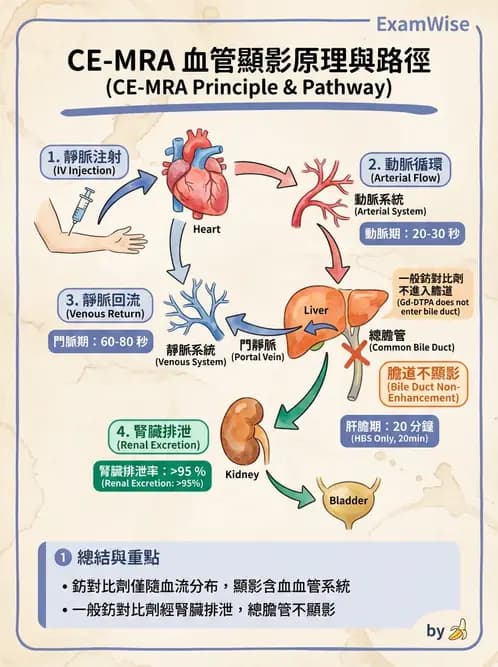 放射 - MR進階影像與臨床應用 - AI 圖文解析預覽