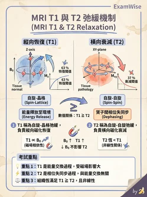 放射 - 磁振造影原理 - AI 圖文解析預覽