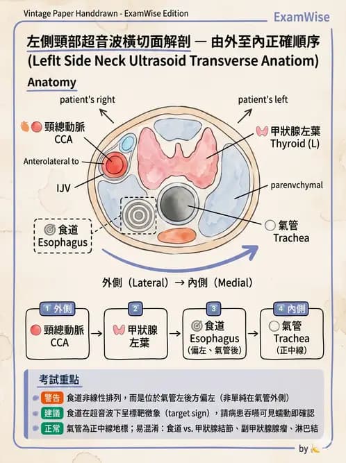 放射 - 泌尿生殖與小器官超音波 - AI 圖文解析預覽